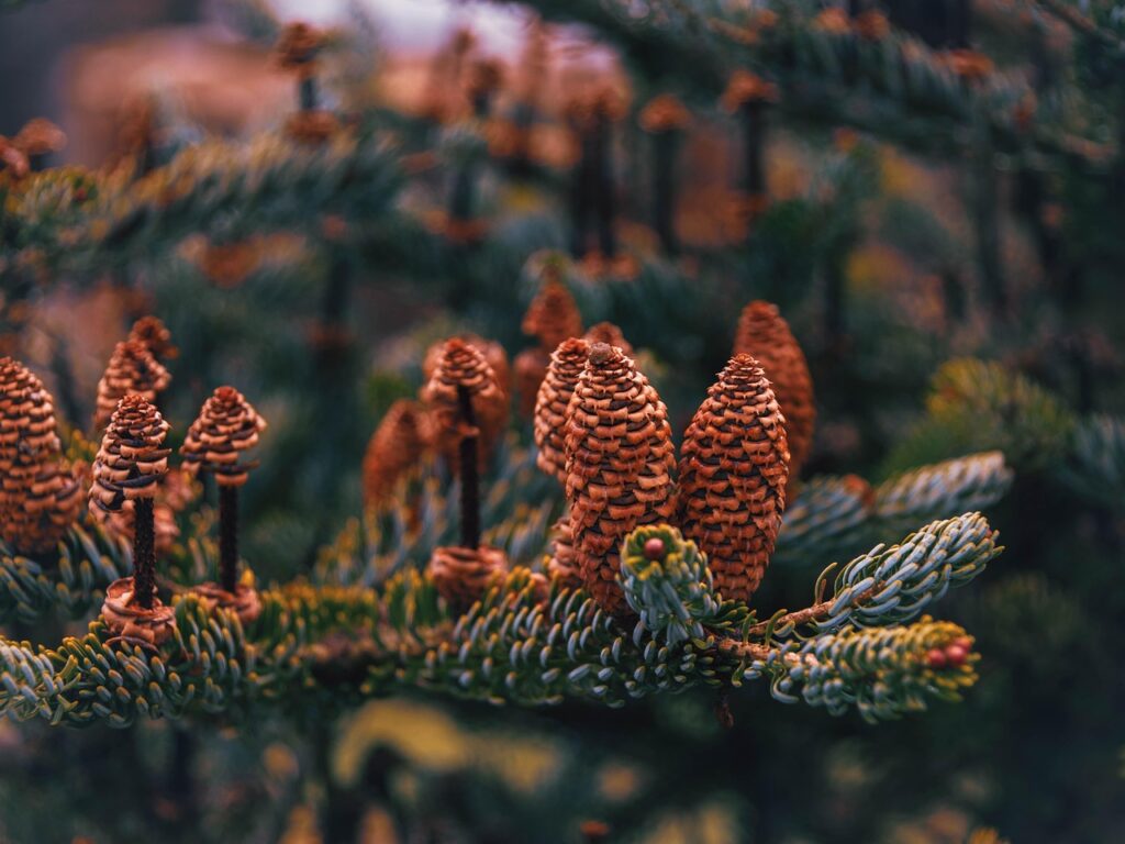 4K見れる配信サービスのおすすめはどれですか？