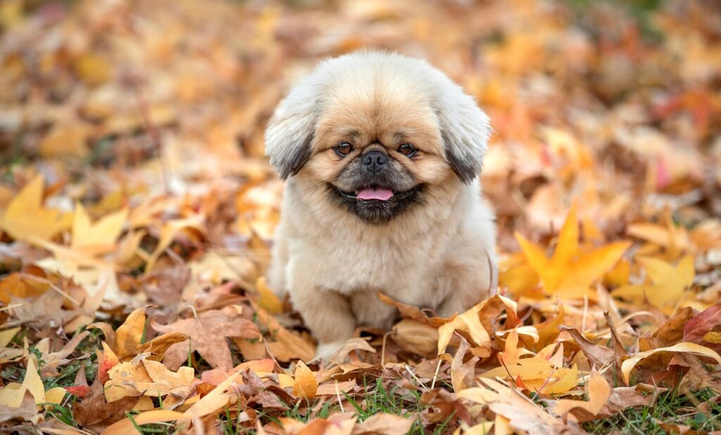 鬼滅の刃刀鍛冶の里編はどの配信サービスで見ることができるの？