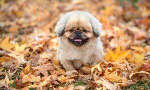 鬼滅の刃刀鍛冶の里編はどの配信サービスで視聴できる？