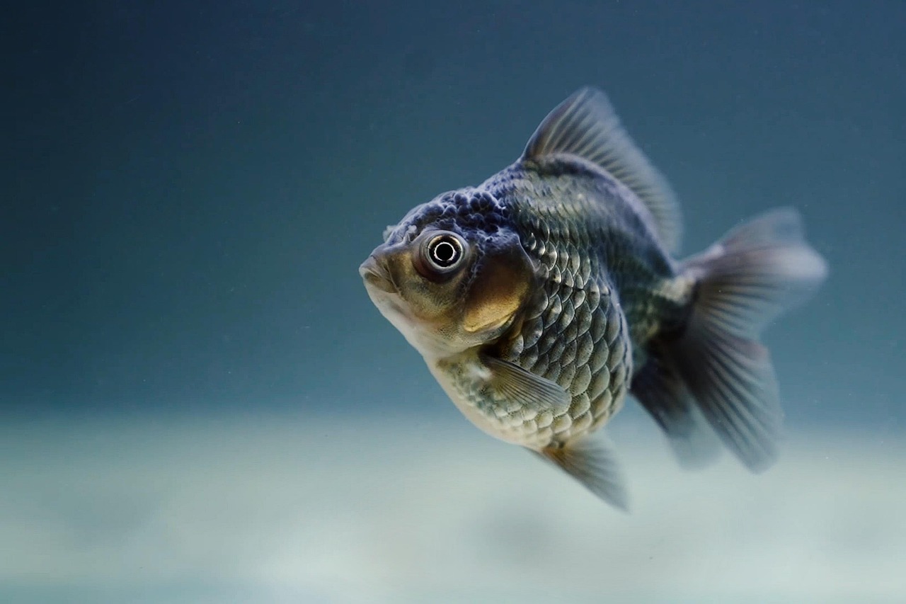 名探偵コナン「黒鉄の魚影」の配信はいつから始まるの？