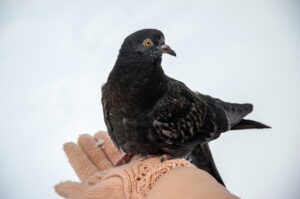 独占配信のバラエティはどこで見れる？